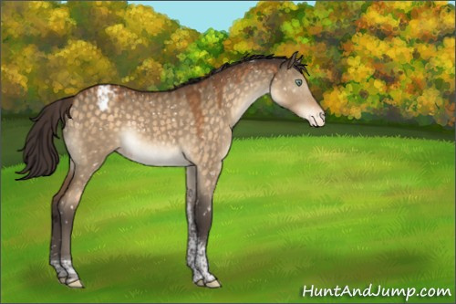 Horse Color:Buckskin Dun Mushroom Tobiano Snowcap