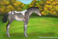 Horse Color:Brown Dun Mushroom Tobiano Appaloosa 