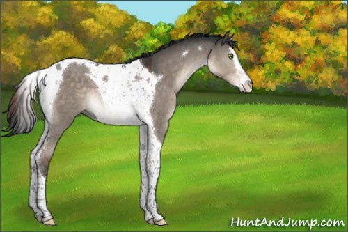 Horse Color:Brown Dun Mushroom Splash Tobiano
