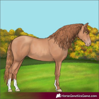 Horse Color:Gold Champagne