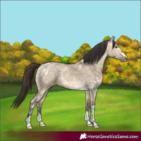 Horse Color:Buckskin Ice Dun 