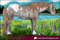 Horse Color:Blue Onyx Ice Pearl Blanket Rabicano
