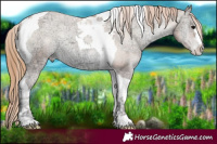 Horse Color:Blue Onyx Ice Pearl Tobiano Appaloosa