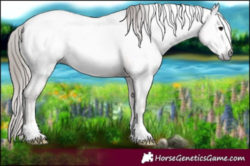 Horse Color:Gray Blue Onyx Pearl Near Fewspot 