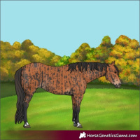 Horse Color:Black  and Bay 
