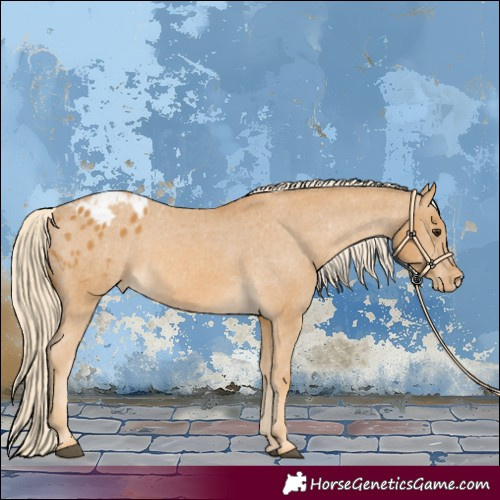Horse Color:Palomino Appaloosa 