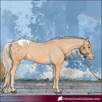 Horse Color:Palomino Appaloosa 