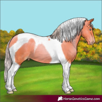 Horse Color:Silver Amber Champagne Pearl Tobiano