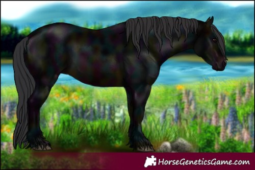 Horse Color:Midnight Brown 
