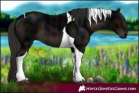 Horse Color:Midnight Liver Chestnut Tobiano 