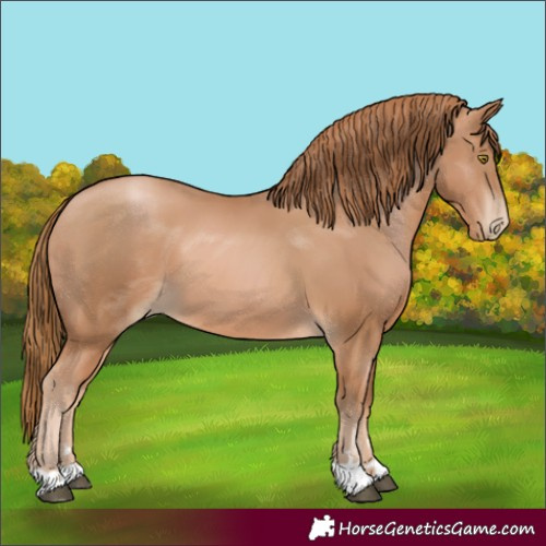 Horse Color:Chestnut Pearl 