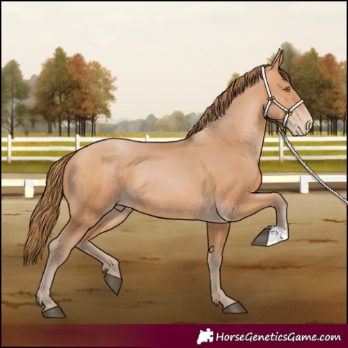 Horse Color:Bay Pearl 