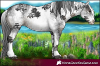 Horse Color:White Spotted Black