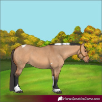 Horse Color:Bay Dun Tobiano 