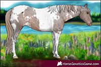Horse Color:White Spotted Liver Chestnut Tobiano Varnish