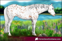 Horse Color:White Spotted Silver Bay Appaloosa
