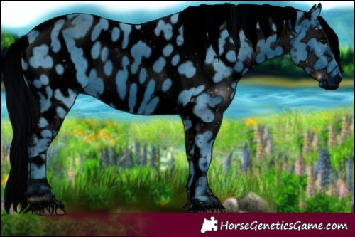 Horse Color:ERROR: UNKNOWN ANOMALY