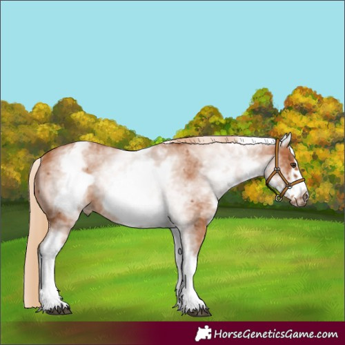 Horse Color:White Spotted Chestnut Frame