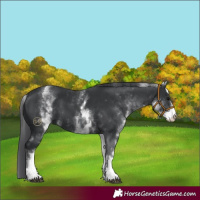 Horse Color:White Spotted Black