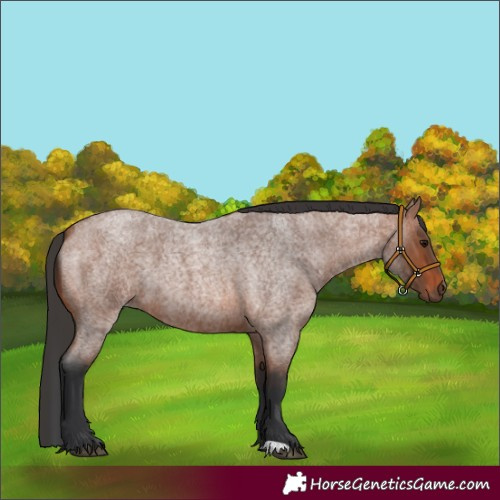 Horse Color:Bay Roan 
