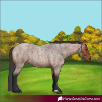 Horse Color:Bay Roan 