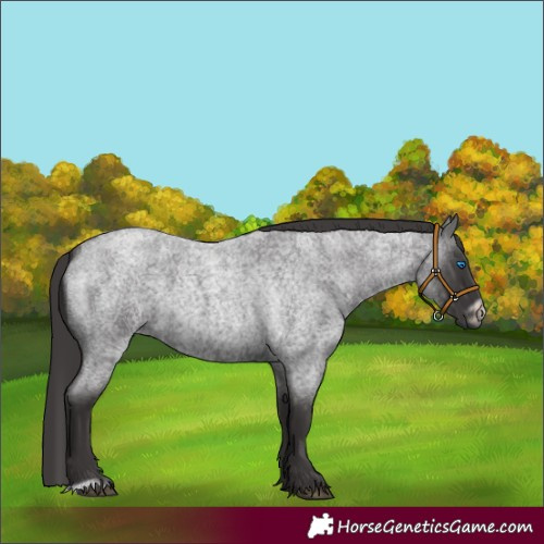 Horse Color:Smoky Blue Roan Frame 