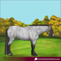 Horse Color:Smoky Blue Roan Frame 