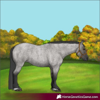Horse Color:Grullo Roan 