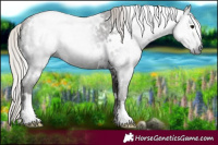 Horse Color:Gray White Spotted Silver Black 