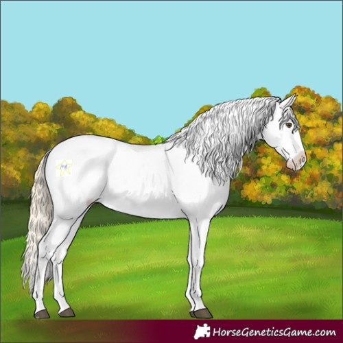 Horse Color:Palomino Roan Dun Tobiano Appaloosa 