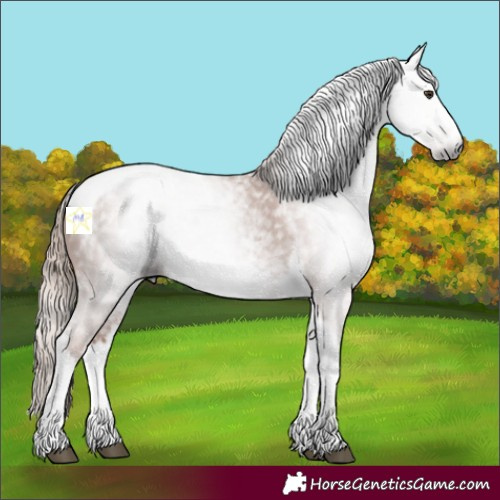 Horse Color:Gray White Spotted Chestnut Tobiano Frame 
