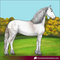 Horse Color:Gray White Spotted Chestnut Tobiano Frame 