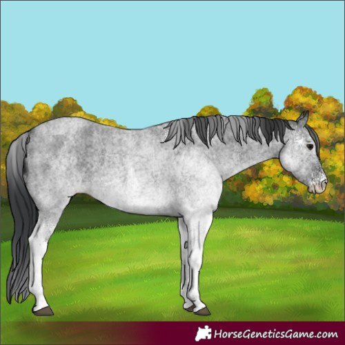 Horse Color:White Spotted Blue Roan