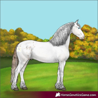 Horse Color:Bay Roan Dun Splash Tobiano Appaloosa 