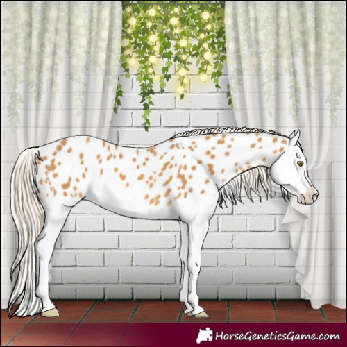 Horse Color:Palomino Splash Appaloosa 
