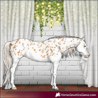 Horse Color:Palomino Splash Near Leopard 