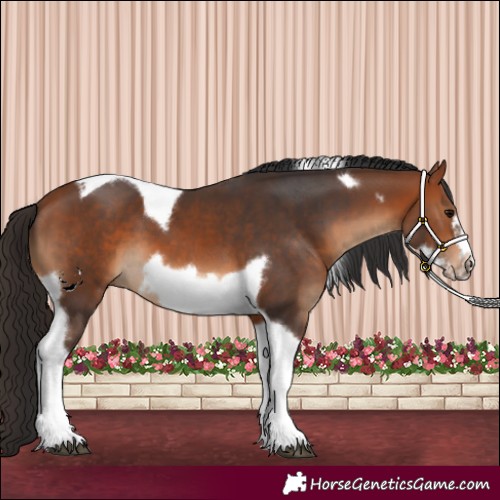 Horse Color:Bay Tobiano Frame 