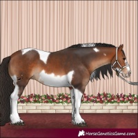Horse Color:Bay Tobiano Frame 