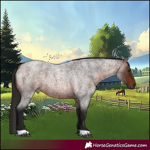 Horse Color:Gray Bay Roan 