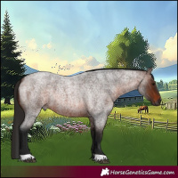 Horse Color:Gray Bay Roan 