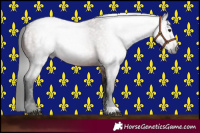 Horse Color:Gray Bay Roan 