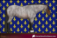 Horse Color:Gray Bay Roan 