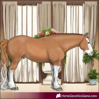 Horse Color:Chestnut Splash 
