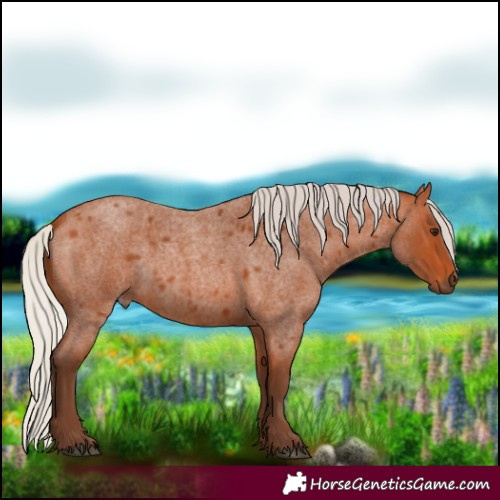 Horse Color:Silver Bay Roan 