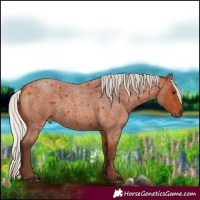 Horse Color:Silver Bay Roan