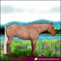 Horse Color:Silver Bay Roan