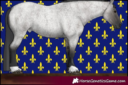 Horse Color:Grullo Roan Rabicano