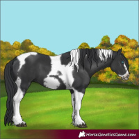 Horse Color:Black Tobiano Frame