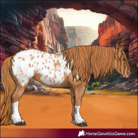 Horse Color:Chestnut Tobiano Appaloosa