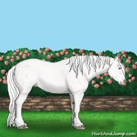 Horse Color:Cremello 